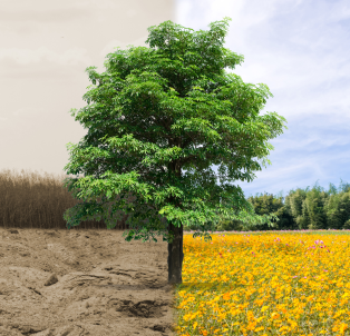 A tree with half grey sky and half blue sky representing climate change